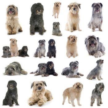 Pyrenean shepherd dog in front of white background