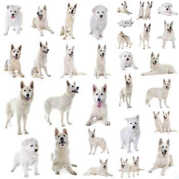 White Swiss Shepherds in front of white background