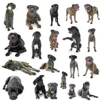 group of cane corso in front of white background