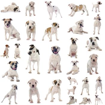 group of american bulldog in front of white background