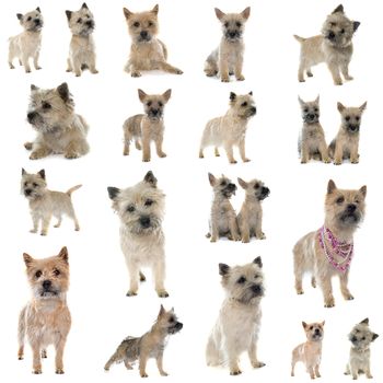 group of cairn terrier in front of white background