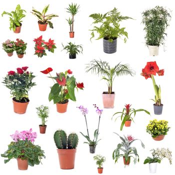 group of house plants in front of white background