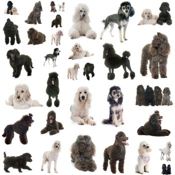 group of poodles in front of white background