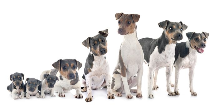 Brazilian Terriers in front of white background