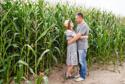 pair of lovers canoodle in the corn field on sunny summer day