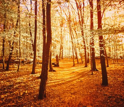 Autumn forest landscape at sunset or sunrise, nature and environment