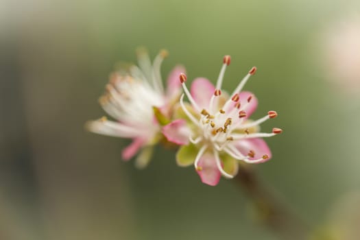 spring flowers on tree branches in nature