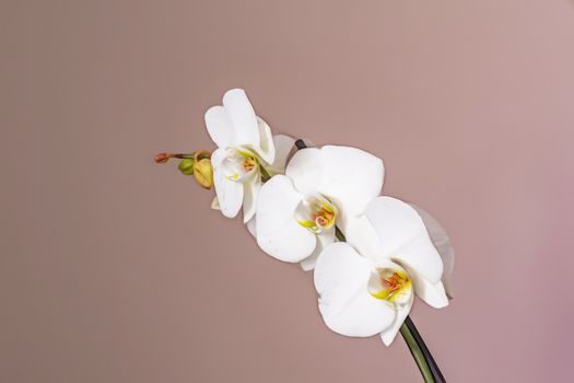 white orchid on a pink background