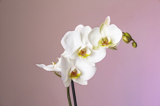 white orchid on a pink background