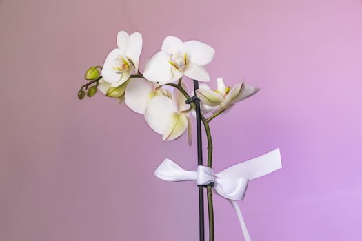 white orchid on a pink background