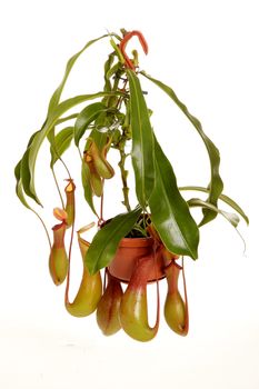 Nepenthe tropical carnivore plant on an isolated white background