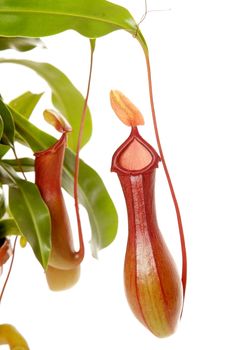 Nepenthe tropical carnivore plant on an isolated white background