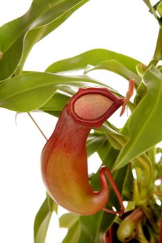 Nepenthe tropical carnivore plant on an isolated white background