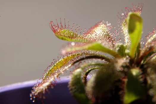 Drosera capensis, sundew plant on gray background