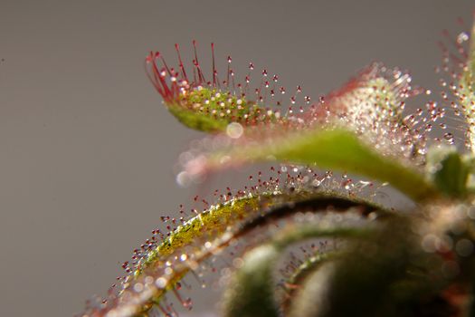 Drosera capensis, sundew plant on gray background