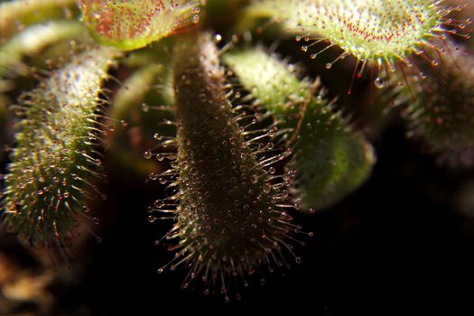 Drosera capensis, sundew plant on gray background