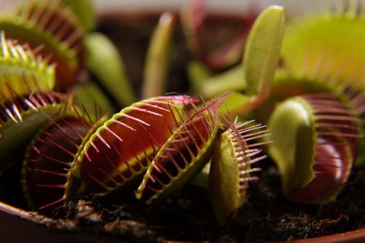 Predatory plant Dionea Venus flytrap close-up on a gray background