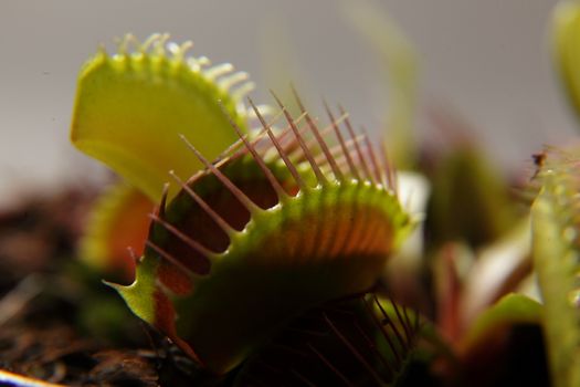 Predatory plant Dionea Venus flytrap close-up on a gray background