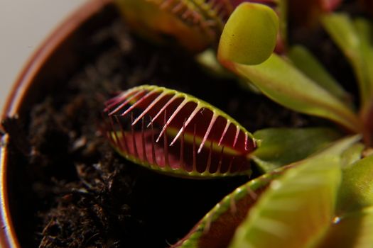 Predatory plant Dionea Venus flytrap close-up on a gray background