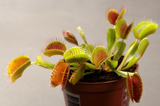 Predatory plant Dionea Venus flytrap close-up on a gray background