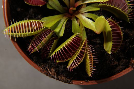 Predatory plant Dionea Venus flytrap close-up on a gray background