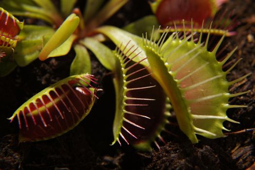 Predatory plant Dionea Venus flytrap close-up on a gray background