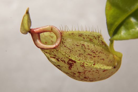 Nepenthe tropical carnivore plant on a gray background