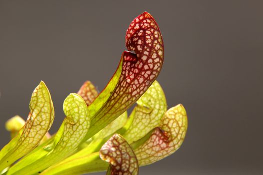 Purple sarracenia flower - carnivorous plant that traps insects and digests them