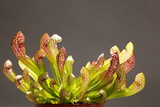 Purple sarracenia flower - carnivorous plant that traps insects and digests them