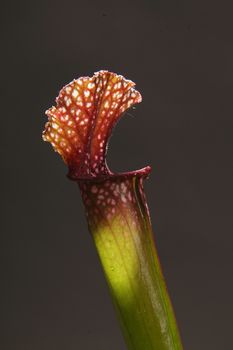 Purple sarracenia flower - carnivorous plant that traps insects and digests them