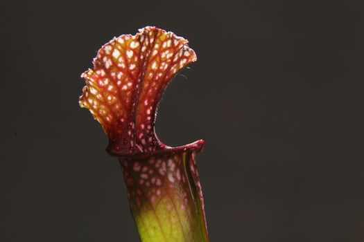 Purple sarracenia flower - carnivorous plant that traps insects and digests them