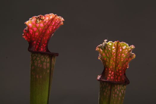 Purple sarracenia flower - carnivorous plant that traps insects and digests them