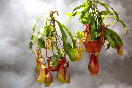 Nepenthe tropical carnivore plant on a gray background