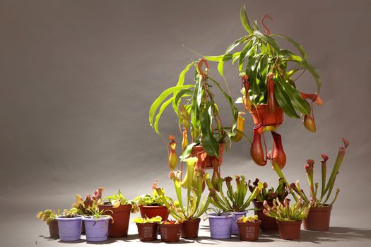 Varieties of predatory plants in flower pots on a gray background