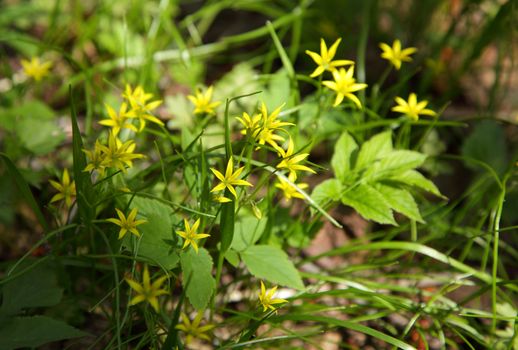 Yellow flowers of goose onions in spring meadow.