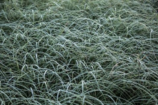 Fading dry green grass. Floral green background