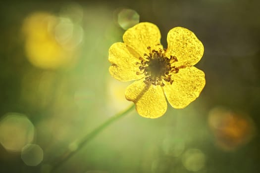 Blooming yellow ranunculus flower close-up. Shallow depth of field