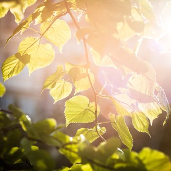 Beautiful green birch leaves over blurred background. Shallow DOF.