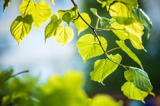 Beautiful green birch leaves over blurred background. Shallow DOF.