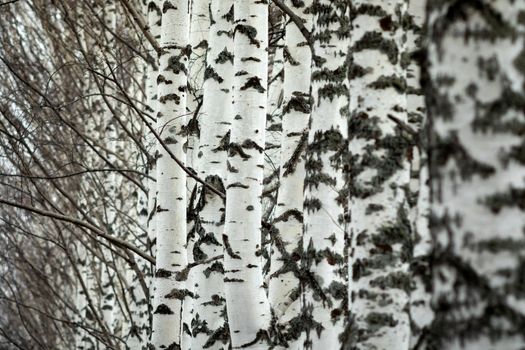 Stems of birch trees in the early spring. Plant background.