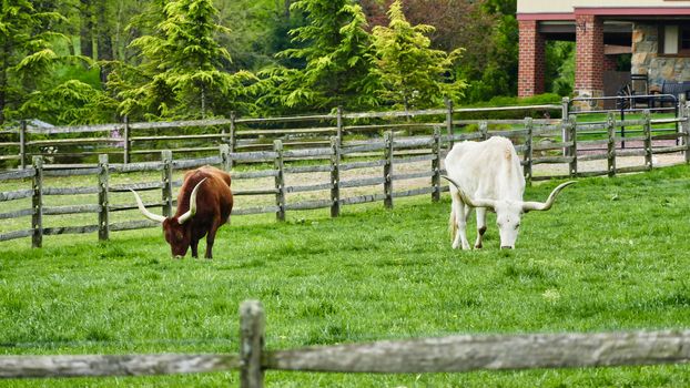 Long Horn Steers Grazing in field