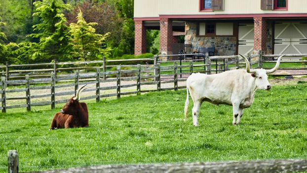 Long Horn Steers Grazing in field