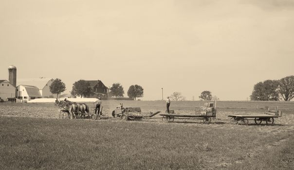 Amish Father and Son bringing in the Hay on a sunny autumn day