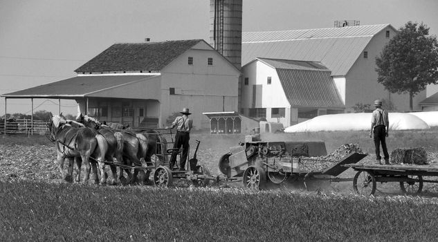 Amish Father and Son Harvesting the Fields on a Autumn Day