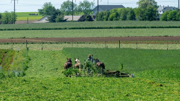 Amish Farmers Harvesting there Crops in Summer