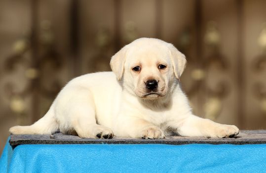 little labrador puppy on a blue background