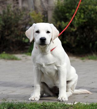 the yellow labrador playing in the park