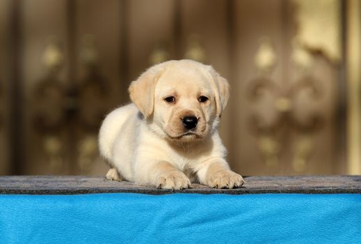 the little labrador puppy on a blue background