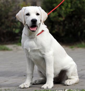 yellow labrador playing in the park