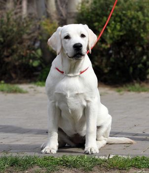 a yellow labrador playing in the park